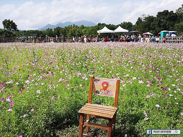 2021台北花海景點推薦【關渡秘境花海】快來拍網美照~寬廣繽紛波斯菊花海！免費接駁賞花專車