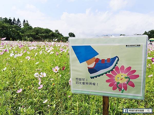 2021台北花海景點推薦【關渡秘境花海】快來拍網美照~寬廣繽紛波斯菊花海！免費接駁賞花專車