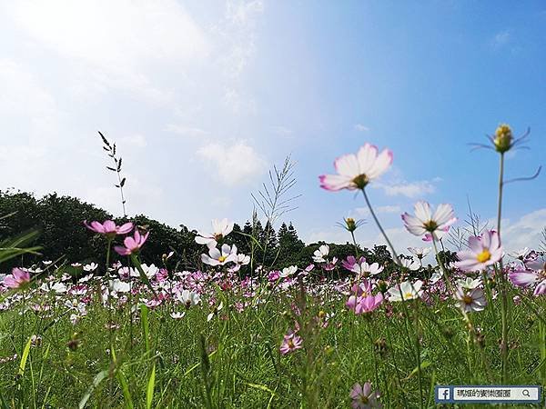 2021台北花海景點推薦【關渡秘境花海】快來拍網美照~寬廣繽紛波斯菊花海！免費接駁賞花專車