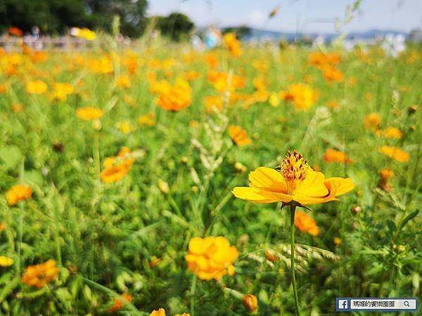 2021台北花海景點推薦【關渡秘境花海】快來拍網美照~寬廣繽紛波斯菊花海！免費接駁賞花專車