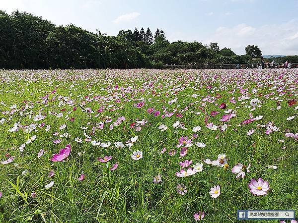 2021台北花海景點推薦【關渡秘境花海】快來拍網美照~寬廣繽紛波斯菊花海！免費接駁賞花專車