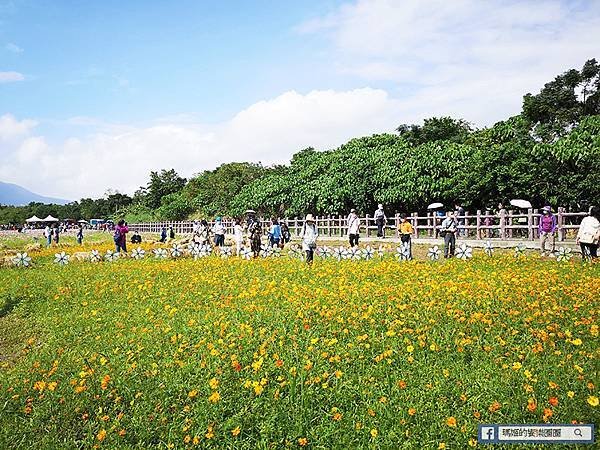 2021台北花海景點推薦【關渡秘境花海】快來拍網美照~寬廣繽紛波斯菊花海！免費接駁賞花專車