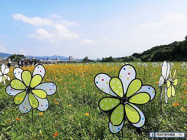 2021台北花海景點推薦【關渡秘境花海】快來拍網美照~寬廣繽紛波斯菊花海！免費接駁賞花專車