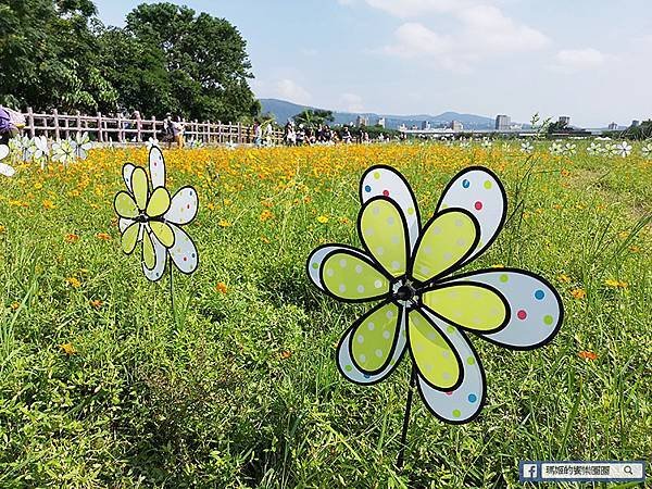 2021台北花海景點推薦【關渡秘境花海】快來拍網美照~寬廣繽紛波斯菊花海！免費接駁賞花專車