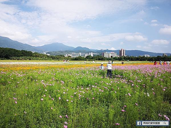 2021台北花海景點推薦【關渡秘境花海】快來拍網美照~寬廣繽紛波斯菊花海！免費接駁賞花專車