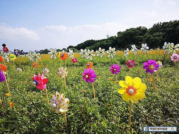 2021台北花海景點推薦【關渡秘境花海】快來拍網美照~寬廣繽紛波斯菊花海！免費接駁賞花專車