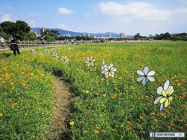 2021台北花海景點推薦【關渡秘境花海】快來拍網美照~寬廣繽紛波斯菊花海！免費接駁賞花專車