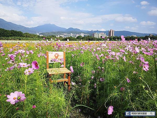 2021台北花海景點推薦【關渡秘境花海】快來拍網美照~寬廣繽紛波斯菊花海！免費接駁賞花專車