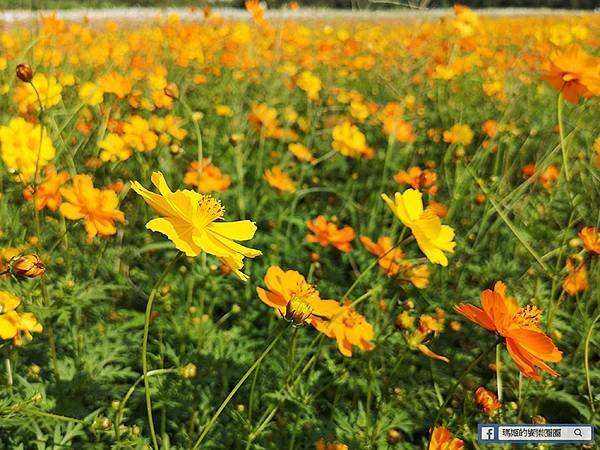 2021台北花海景點推薦【關渡秘境花海】快來拍網美照~寬廣繽紛波斯菊花海！免費接駁賞花專車