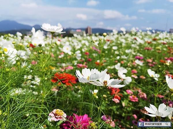 2021台北花海景點推薦【關渡秘境花海】快來拍網美照~寬廣繽紛波斯菊花海！免費接駁賞花專車