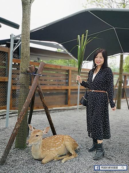 宜蘭景點推薦【張美阿嬤農場】和笑笑羊/草泥馬/梅花鹿的第一類接觸！宜蘭休閒農場