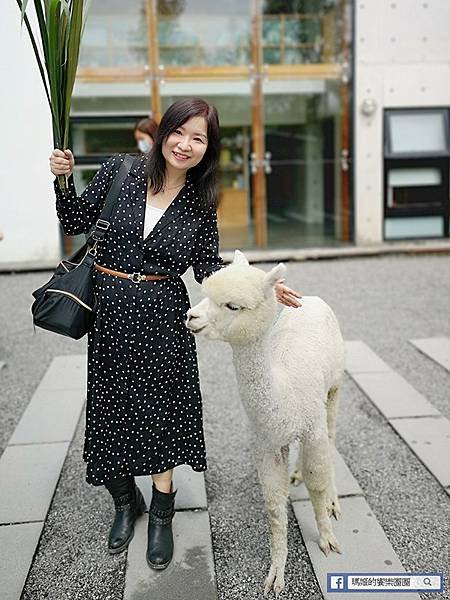 宜蘭景點推薦【張美阿嬤農場】和笑笑羊/草泥馬/梅花鹿的第一類接觸！宜蘭休閒農場