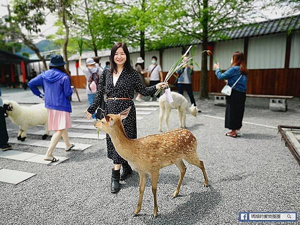 宜蘭景點推薦【張美阿嬤農場】和笑笑羊/草泥馬/梅花鹿的第一類接觸！宜蘭休閒農場