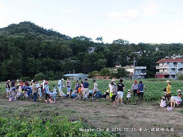 2016_1001_164350金山_旺旺地瓜園.JPG