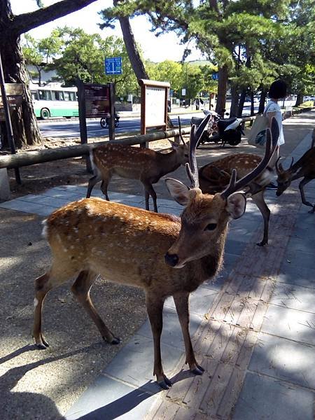 IMG_20160904_091117.jpg