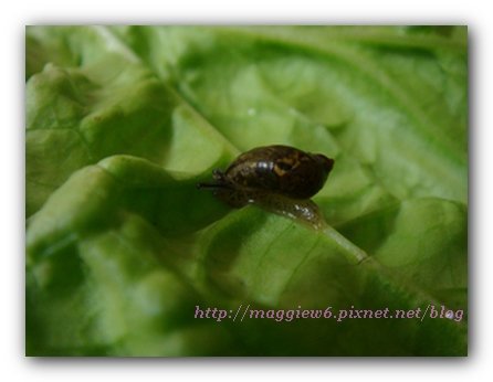 snail