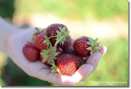 strawberry picking