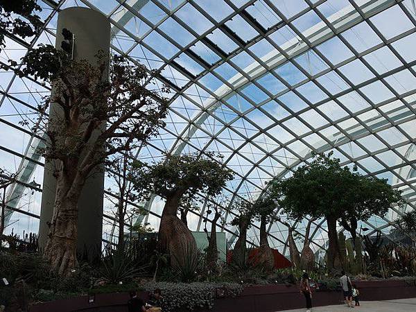 IMG_009猴麵包樹和寶瓶樹花園(Baobabs and Bottle Trees).jpg