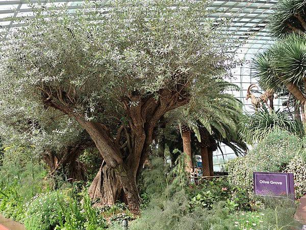 IMG_017橄欖樹林(Olive Grove).jpg