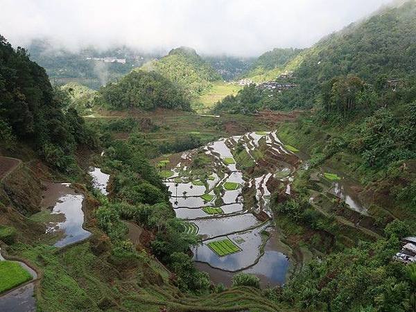 IMG_011巴拿威梯田(Banaue Rice Terraces).jpg