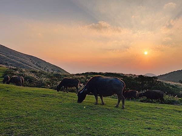 IMG_040擎天崗牛群.jpg