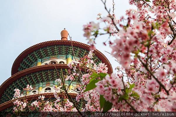 櫻花.jpg