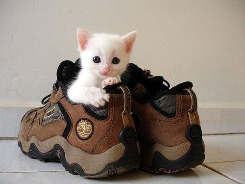 cat-in-shoe.jpg