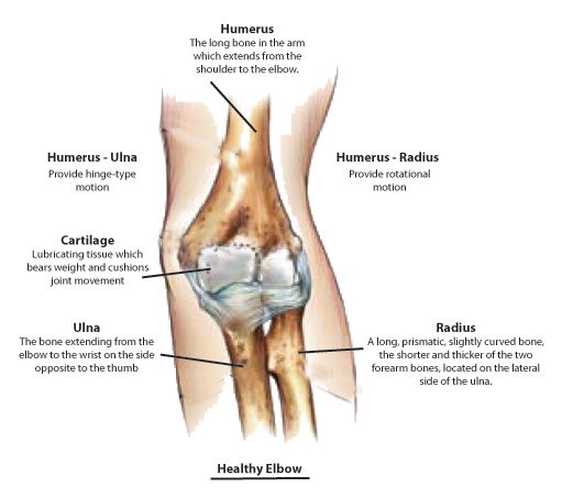 ElbowAnatomy1