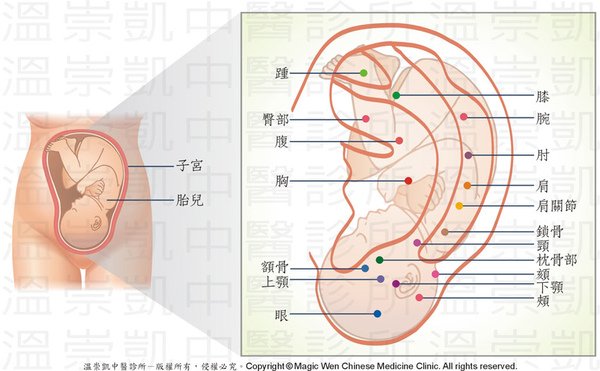 17版權-子宮-耳穴對應圖.jpg