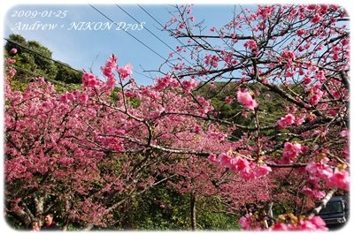 賞櫻2.JPG