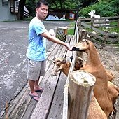 飛牛牧場
