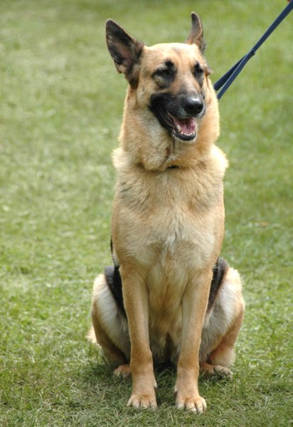 德國牧羊犬.jpg