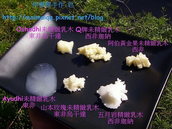 乳油木11.jpg