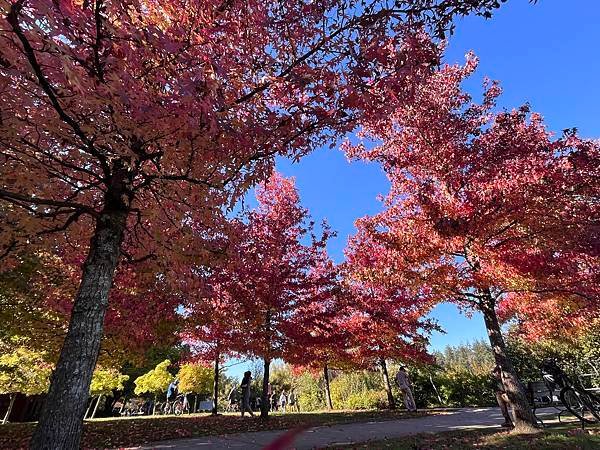 Biking Stanley Park: Best way 