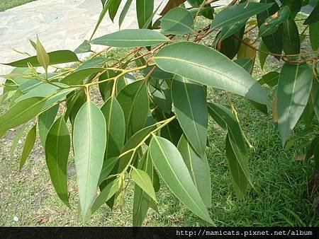 Eucalyptus_globulus_asukakaze.pixnet.net.jpg