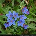 Lithospermum purpurocaeruleum.JPG