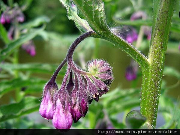 Comfrey.jpg