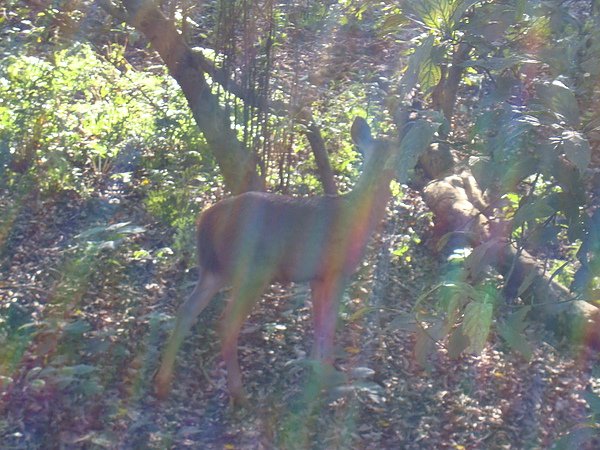 NEPAL, deer