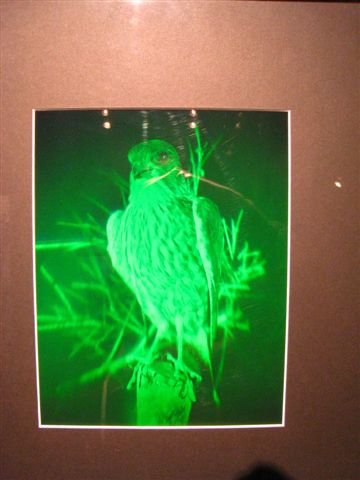 IMG_1231.JPG