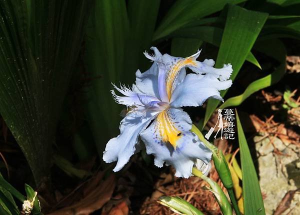 0IMG_4535_副本.jpg