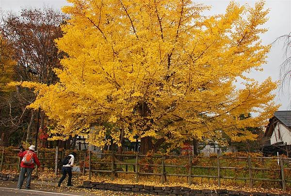 DSC_0582.JPG