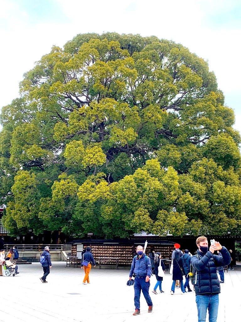 ＜日本＞2023全家人解封日本行~明治神宫的清幽與原宿的熱鬧