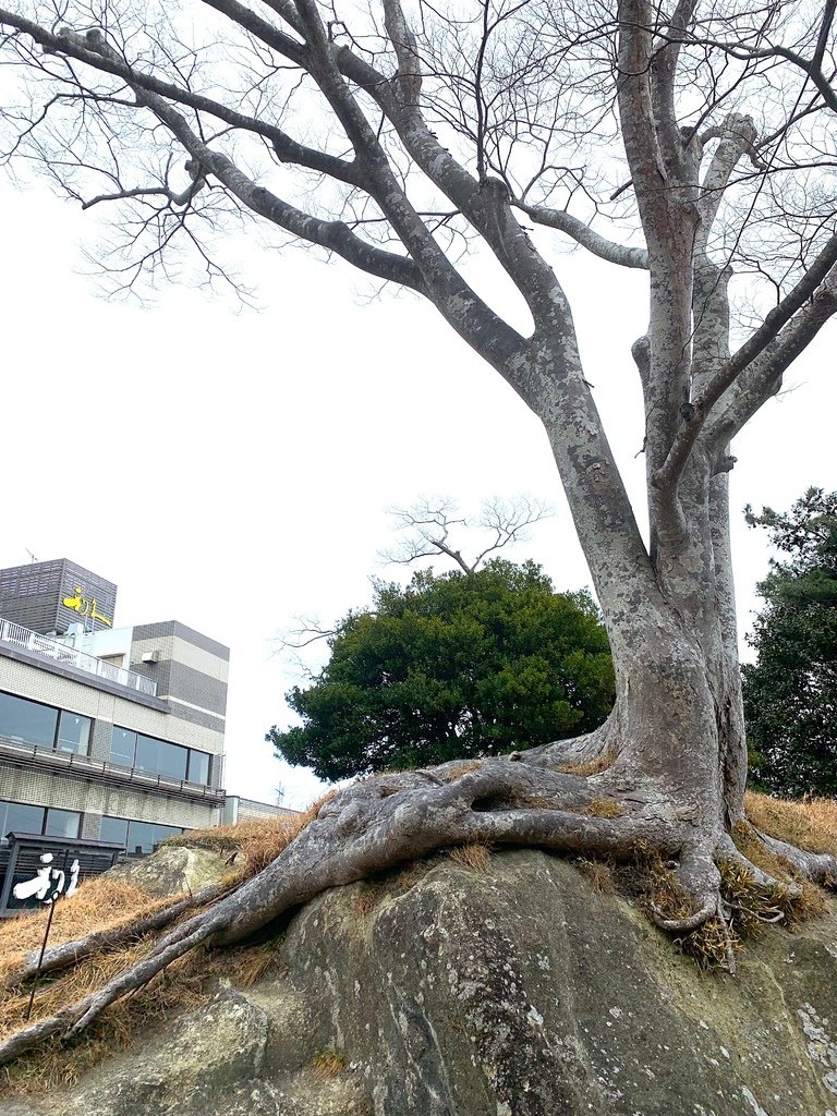 ＜日本＞2023全家人解封日本行~日本三大景之一松島 值得去