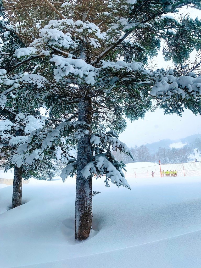 ＜日本＞2023全家人解封日本行~星野磐梯山滑雪 夜晚比白天