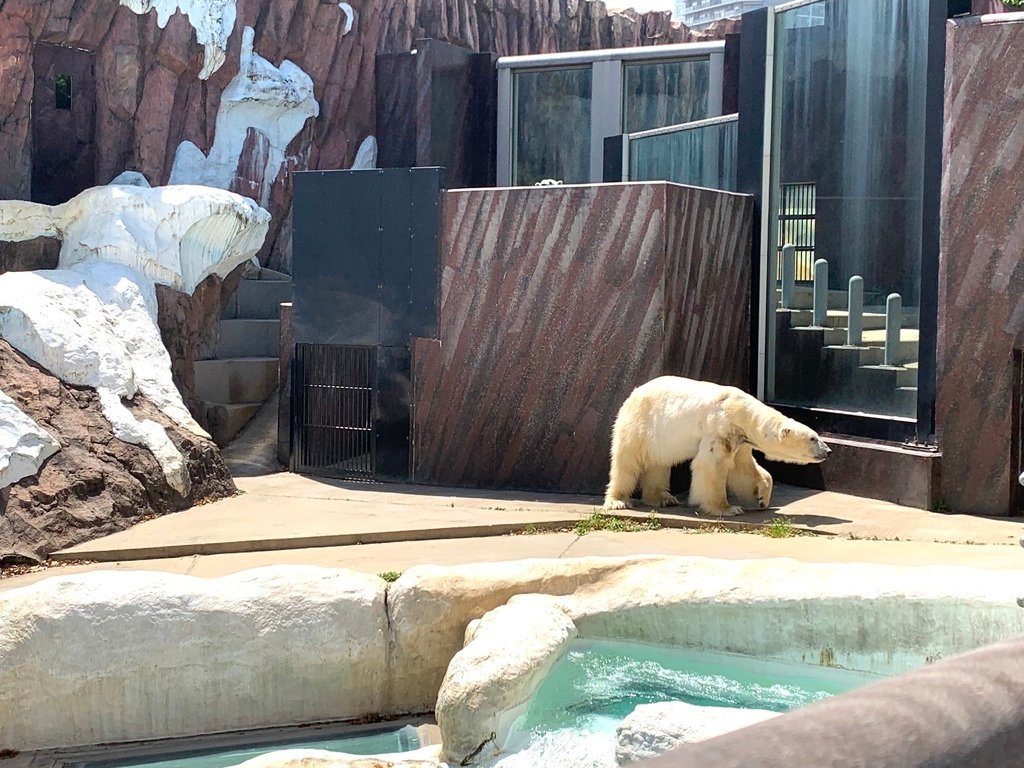 ＜日本＞2023東京放飛自我~上野動物園熱力四射的萌萌們；影