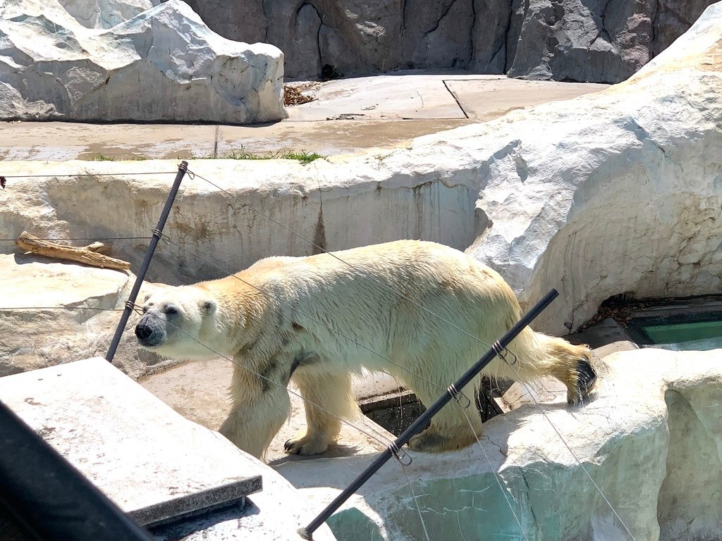 ＜日本＞2023東京放飛自我~上野動物園熱力四射的萌萌們；影