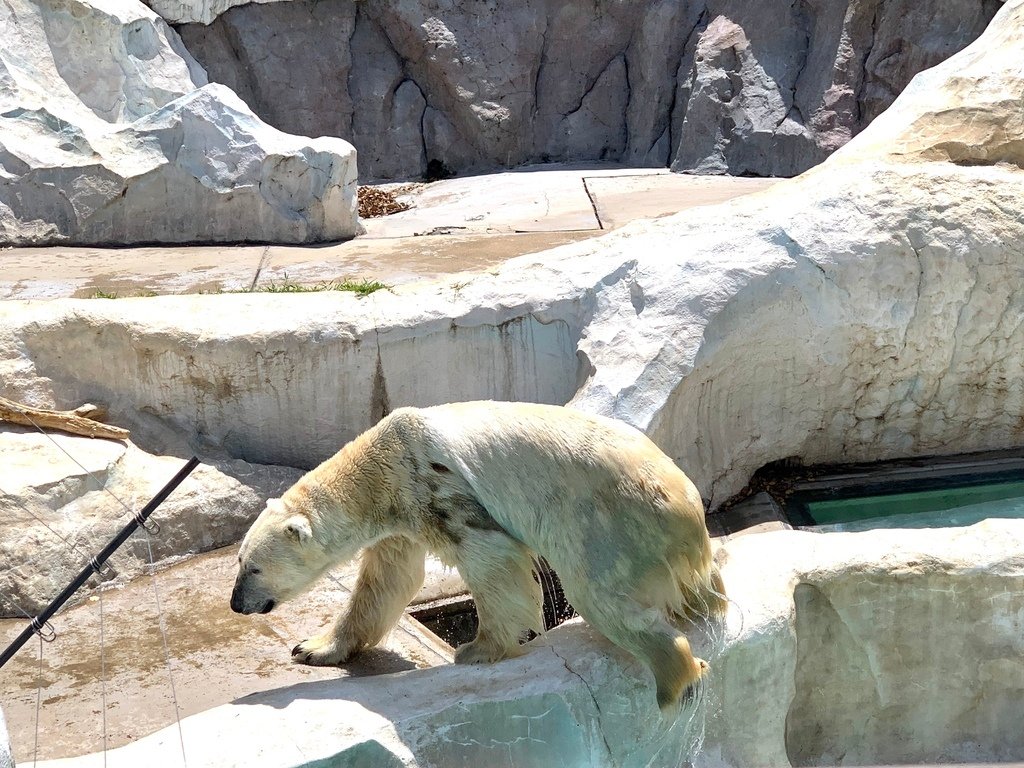 ＜日本＞2023東京放飛自我~上野動物園熱力四射的萌萌們；影