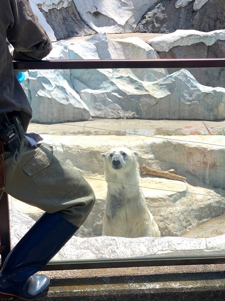 ＜日本＞2023東京放飛自我~上野動物園熱力四射的萌萌們；影