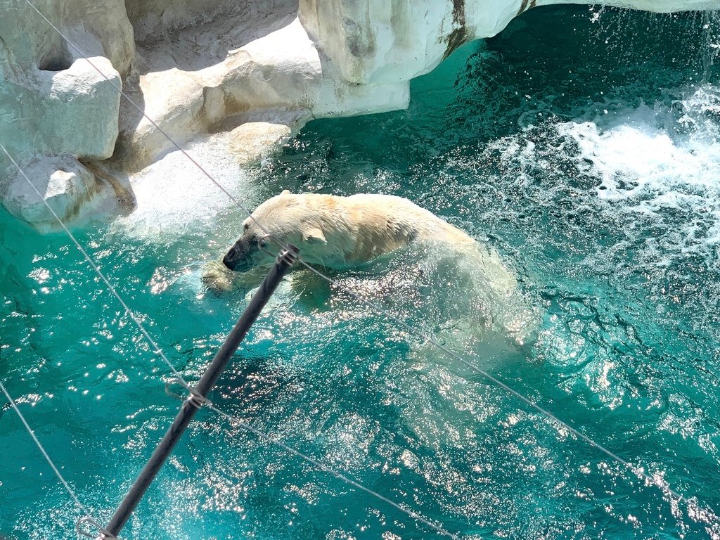 ＜日本＞2023東京放飛自我~上野動物園熱力四射的萌萌們；影