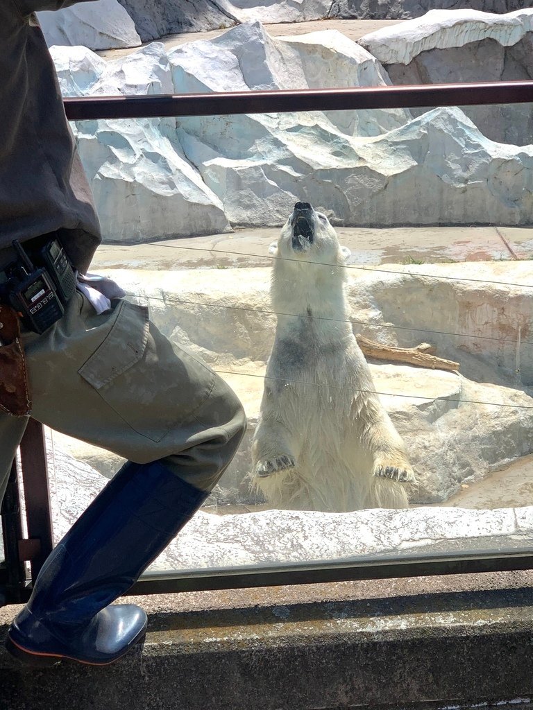 ＜日本＞2023東京放飛自我~上野動物園熱力四射的萌萌們；影